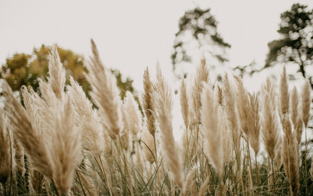 Health and Happiness | omgaan met stress | life-coach