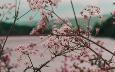 Adem bewust, leef bewust…